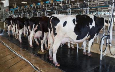 Voilà à quoi ressemblera la ferme du futur : l'intelligence artificielle s'occupe de l'animal pour une meilleure production de lait.
