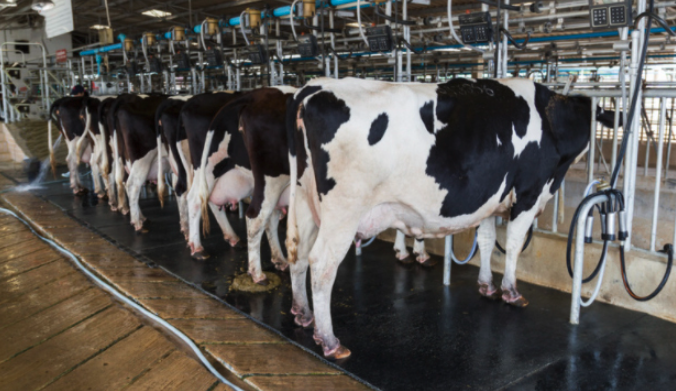 Voilà à quoi ressemblera la ferme du futur : l'intelligence artificielle s'occupe de l'animal pour une meilleure production de lait.